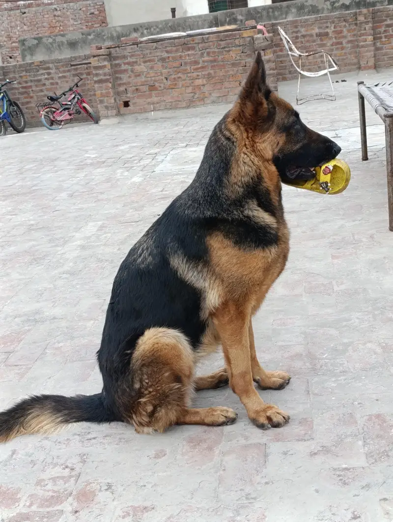 Single Coat GSD for Sale — photo 3