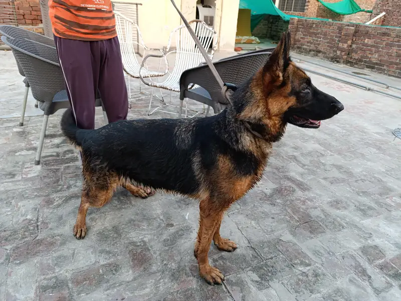 Single Coat GSD for Sale — photo 4