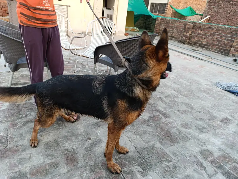 Single Coat GSD for Sale — photo 5