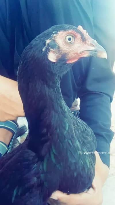 aseel female for sale .