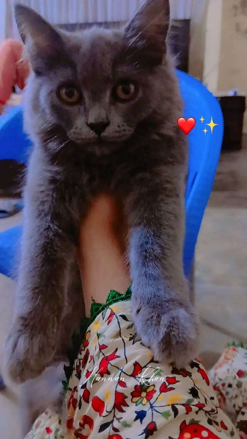 PERSIAN MALE CATS — photo 2