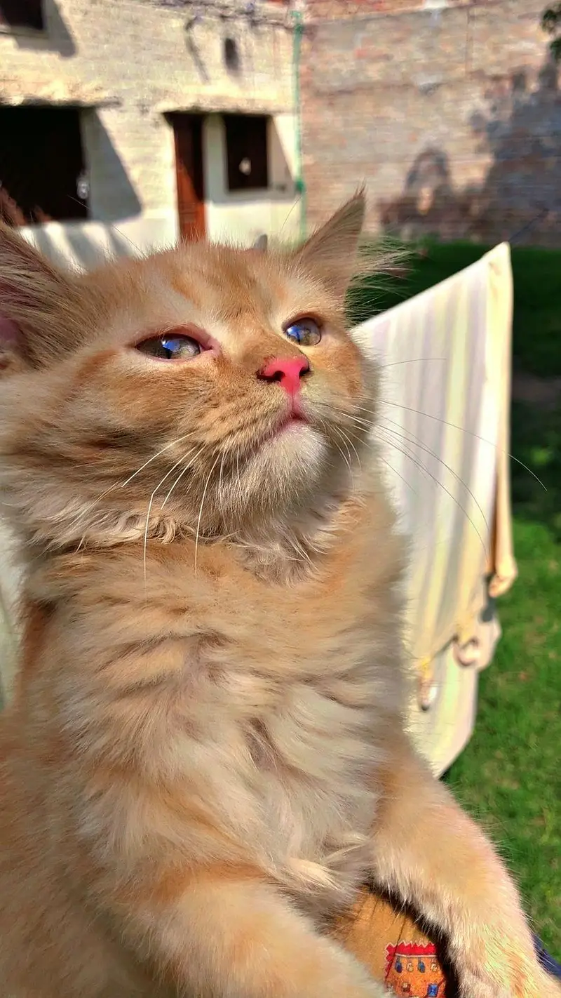 PERSIAN MALE CATS — photo 3