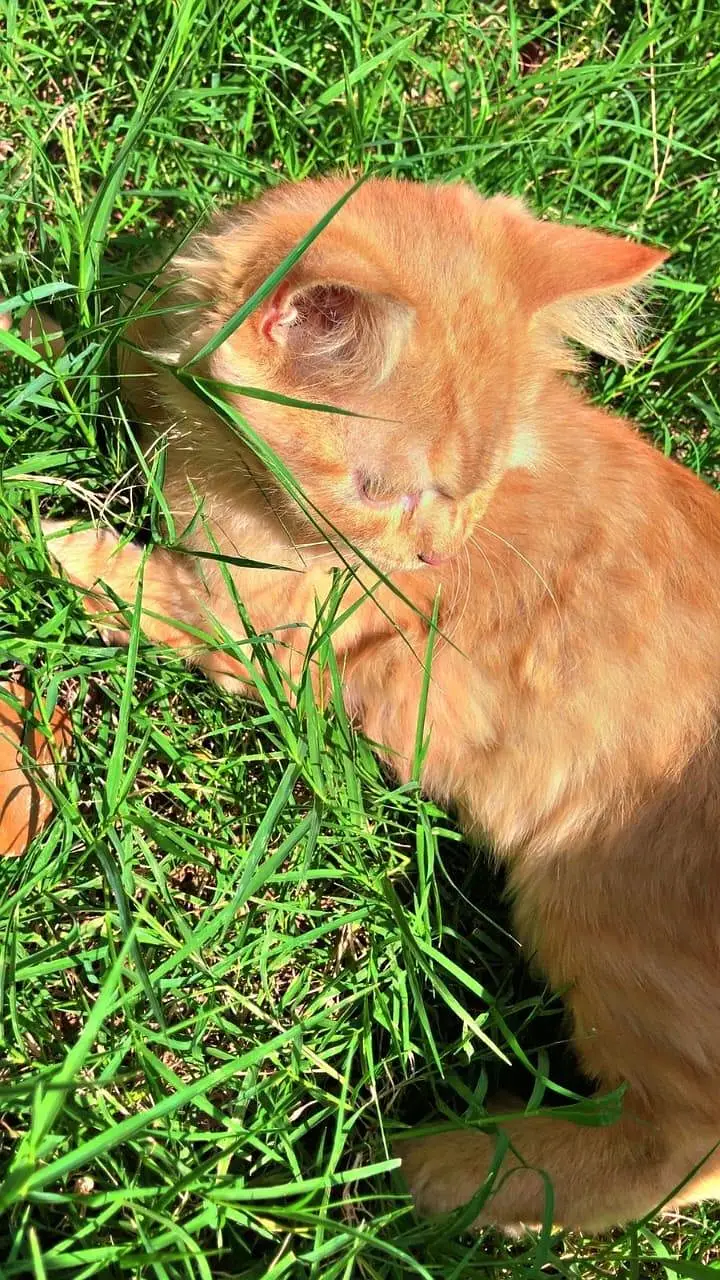 PERSIAN MALE CATS — photo 4