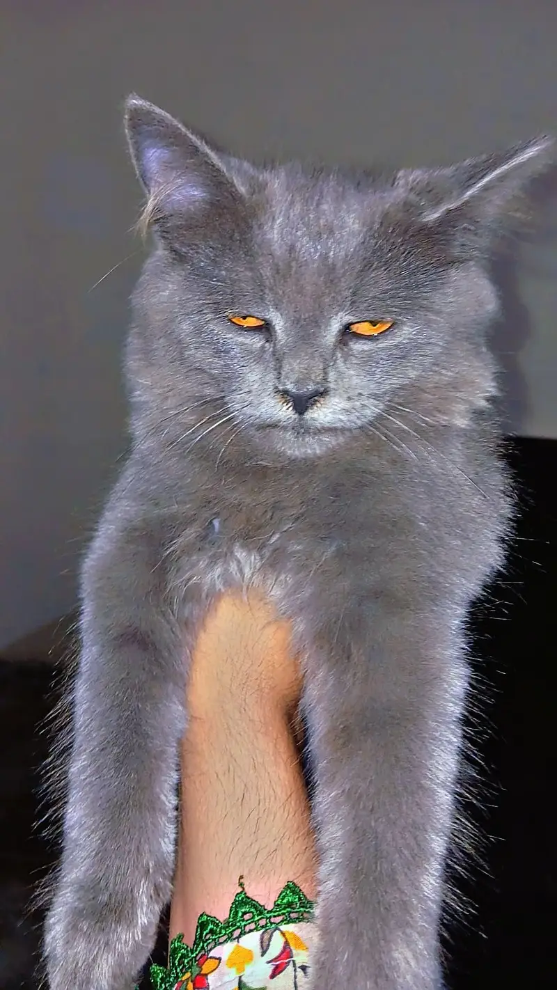 PERSIAN MALE CATS — photo 5