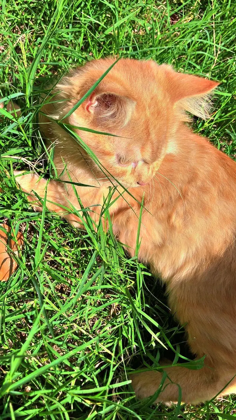 PERSIAN MALE CATS — photo 7