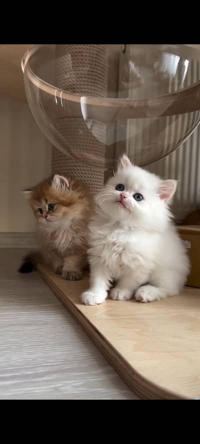 Persian kittens | triple coat | fluffy | 0327//64100//26
