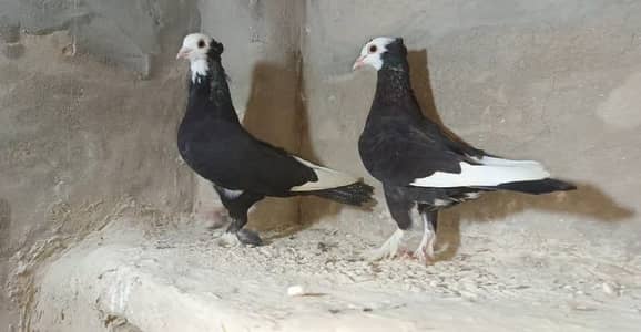 Black mukhai Kaboter