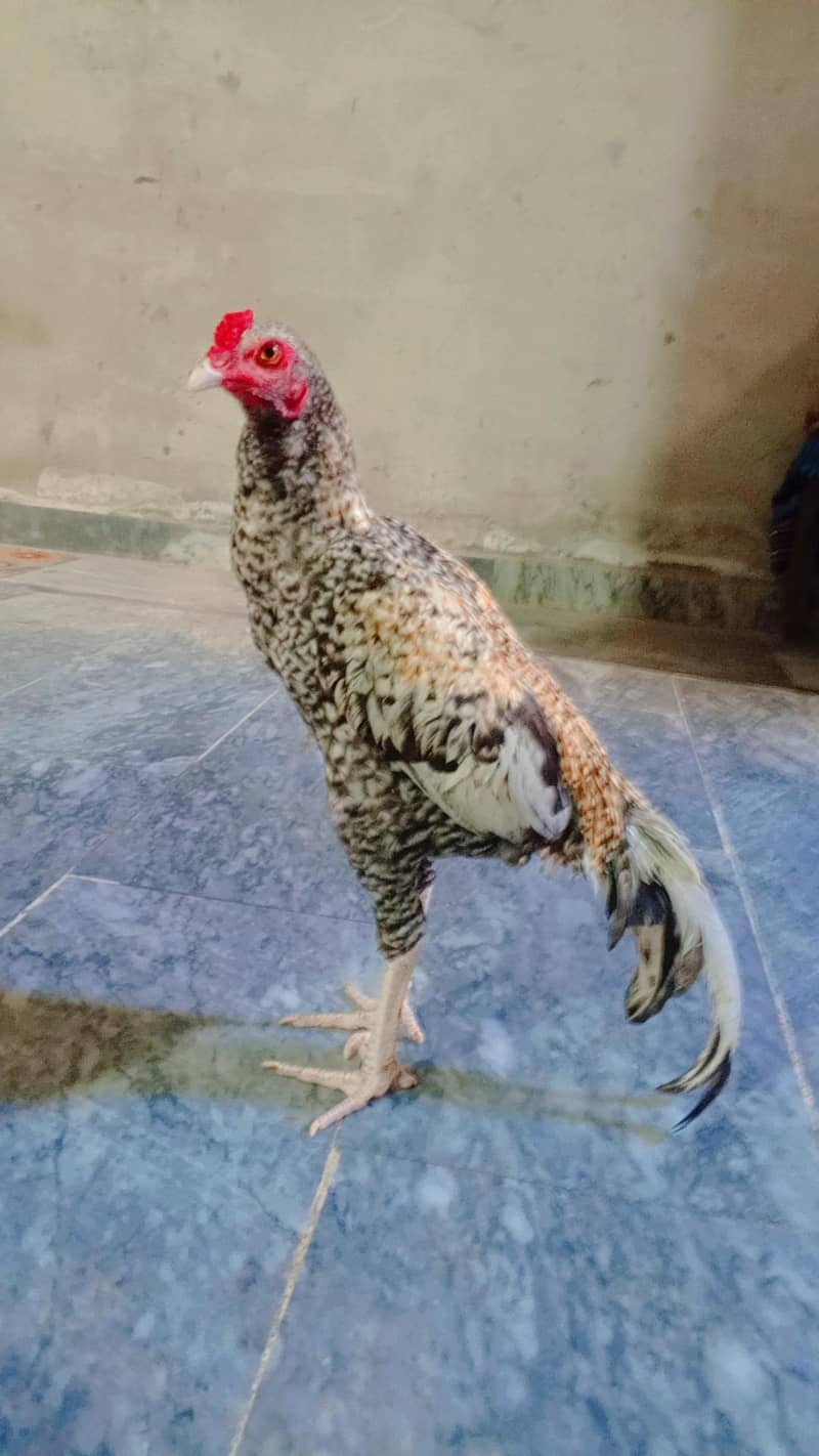Aseel Bird 0