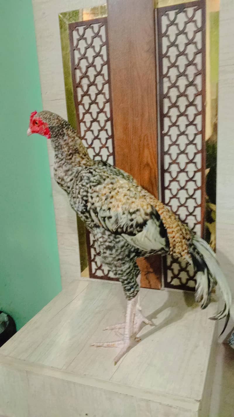 Aseel Bird 1