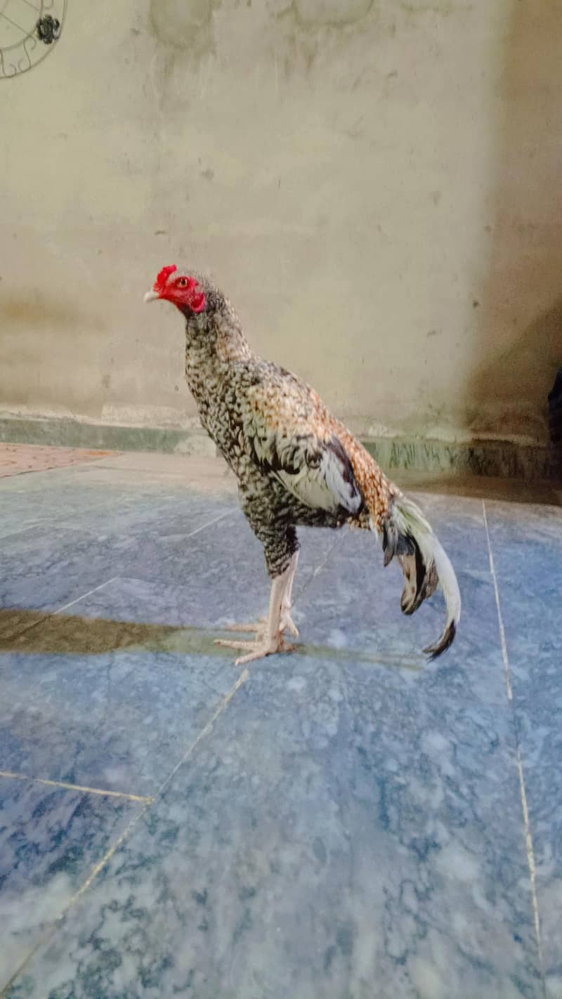 Aseel Bird 2