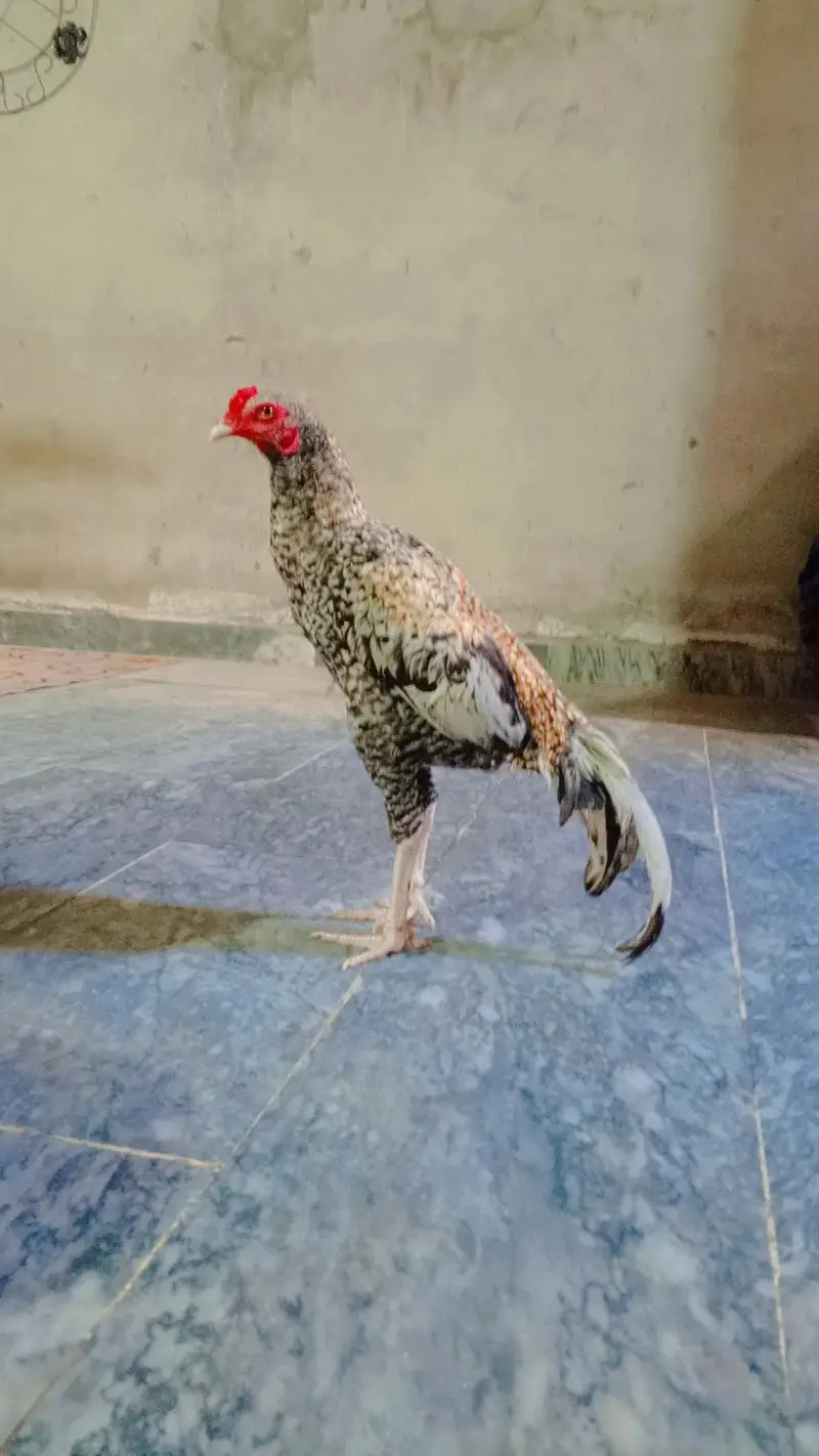 Aseel Bird — photo 3