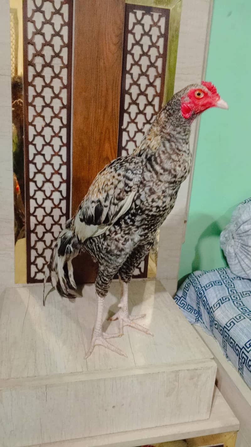Aseel Bird 3