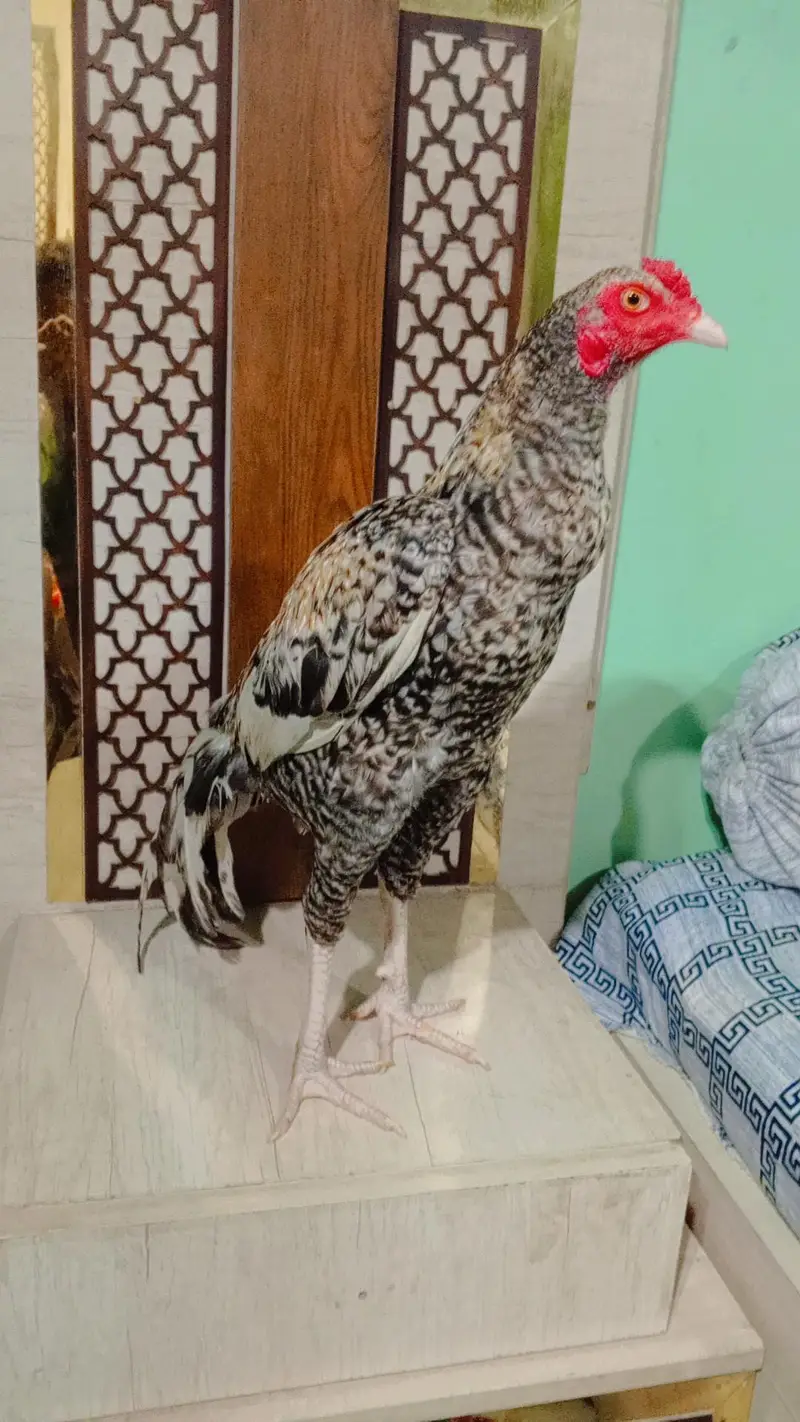 Aseel Bird — photo 4