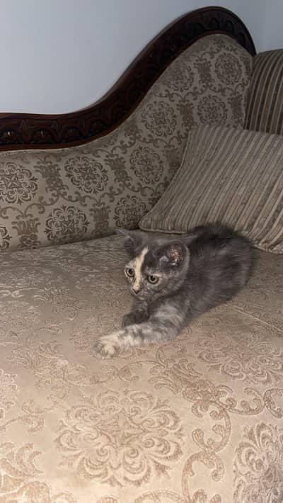 Beautiful & Healthy Cat Available for Sale