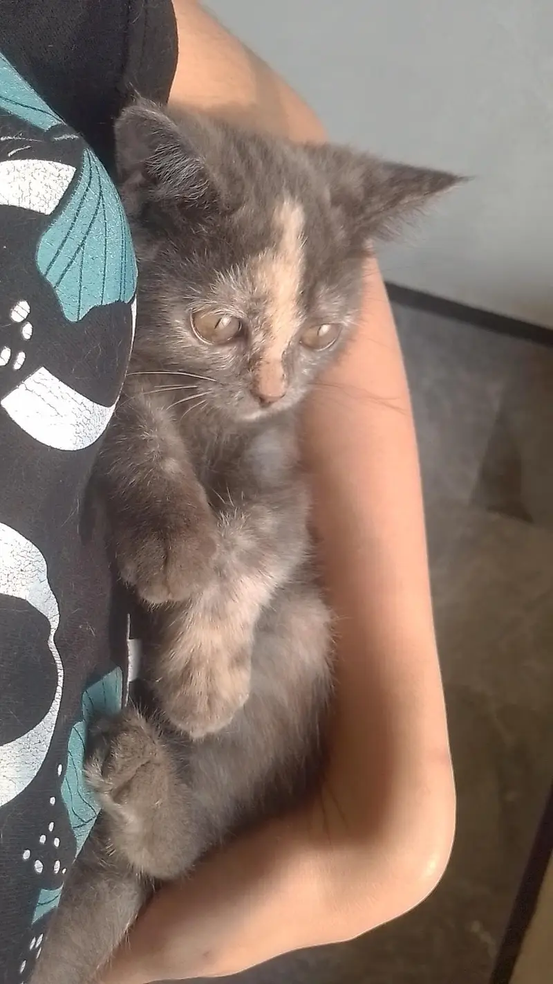 Beautiful & Healthy Cat Available for Sale — photo 2