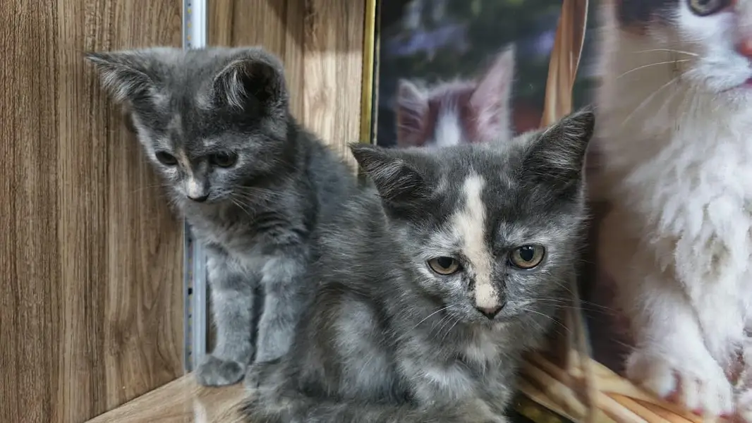 Beautiful & Healthy Cat Available for Sale — photo 4