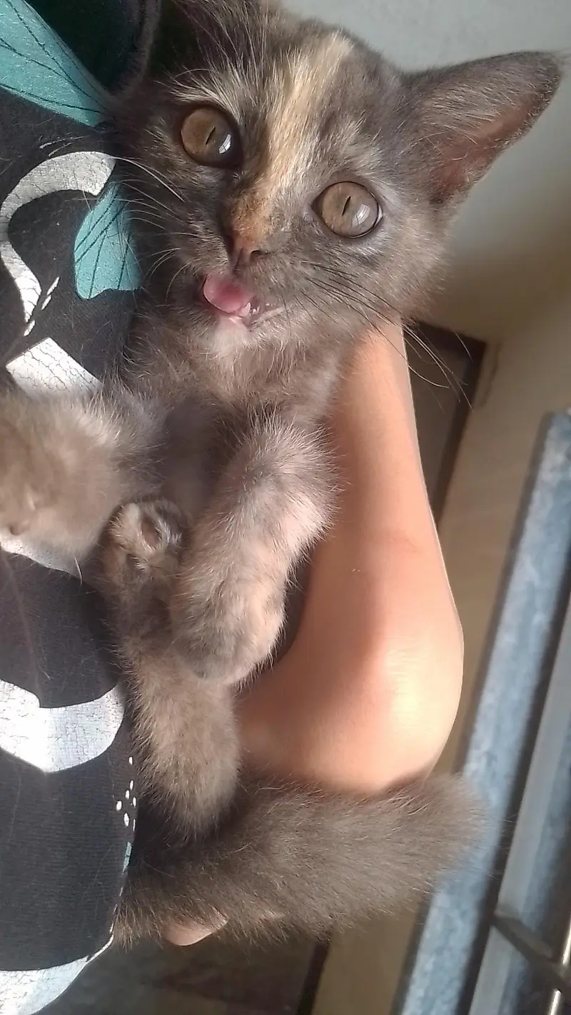 Beautiful & Healthy Cat Available for Sale — photo 5