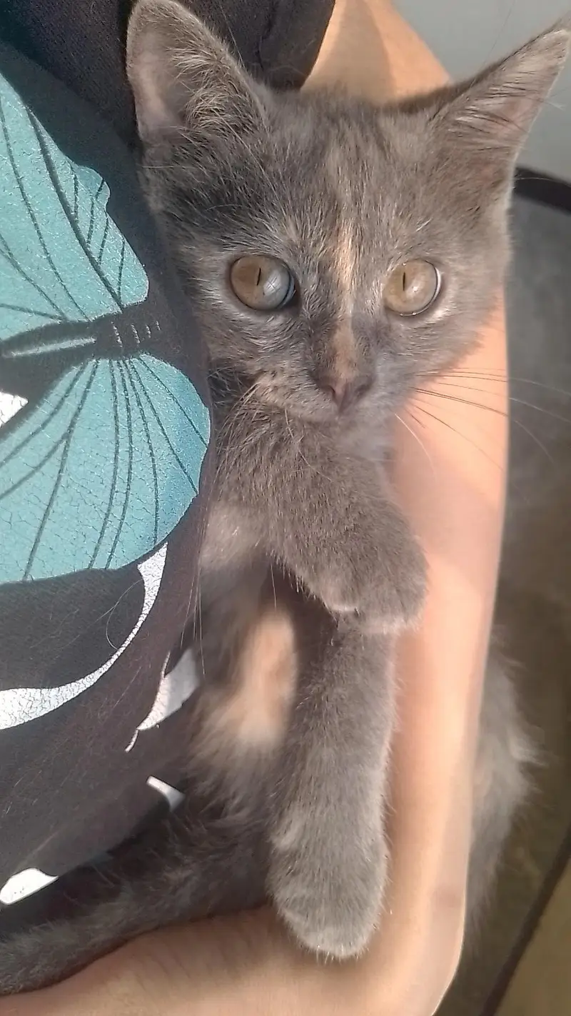 Beautiful & Healthy Cat Available for Sale — photo 6