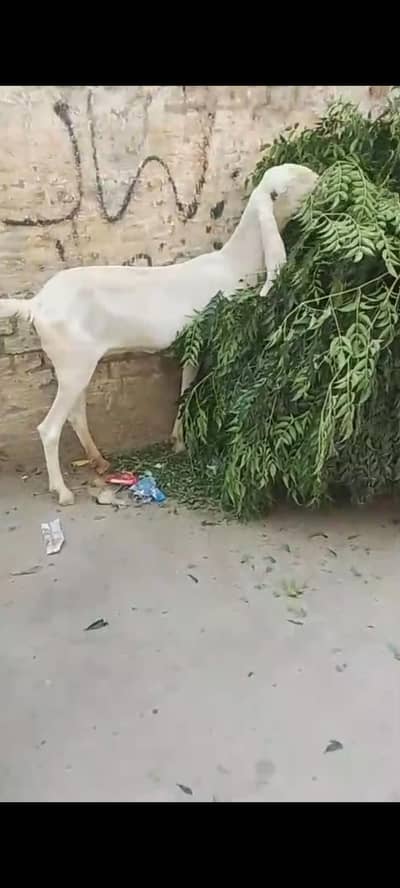 Rajan pure