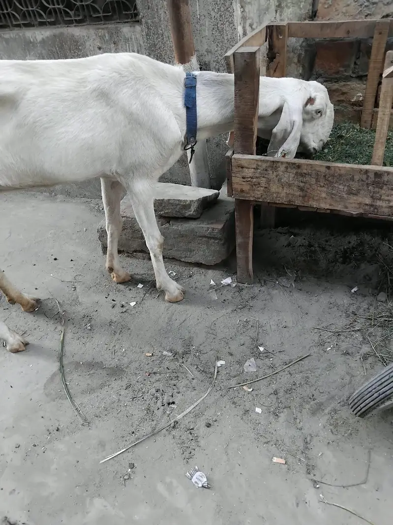 Rajan pure — photo 3