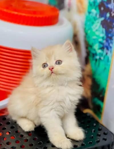 Persian kittens | triple coat | fluffy | 0327//64100//26