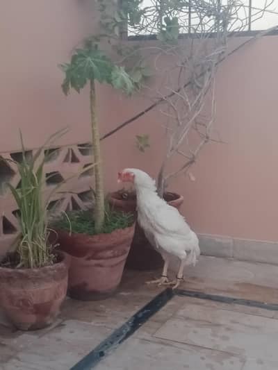 Pure Paper White Heera Aseel Maddi