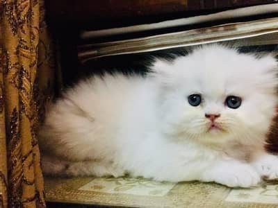Persian kittens | triple coat | fluffy | 0305//54978//33
