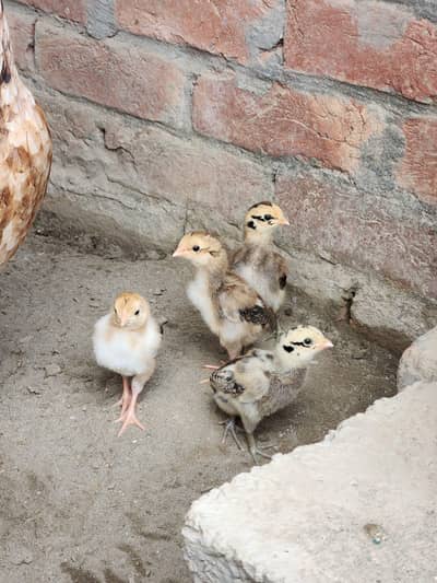 Aseel chicks