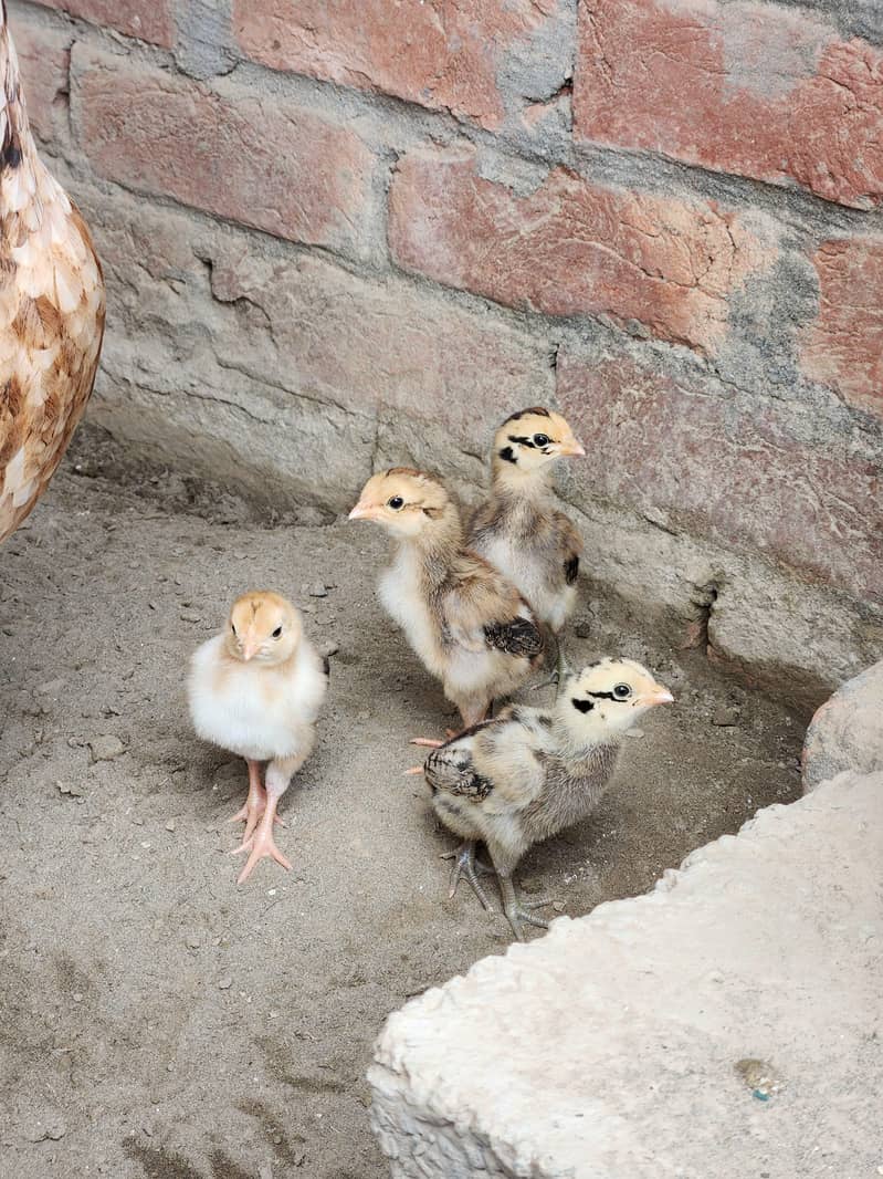 Aseel chicks 0