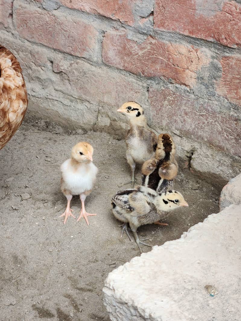Aseel chicks 1