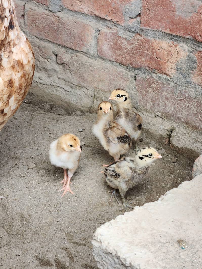 Aseel chicks 2