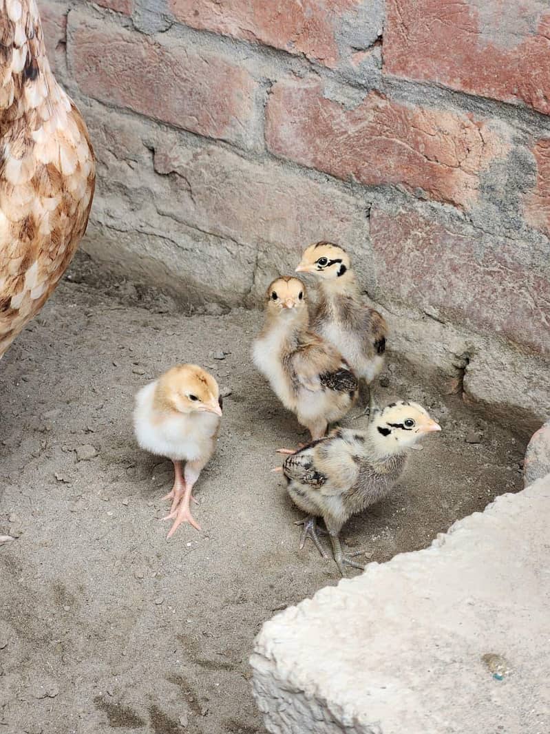 Aseel chicks 3