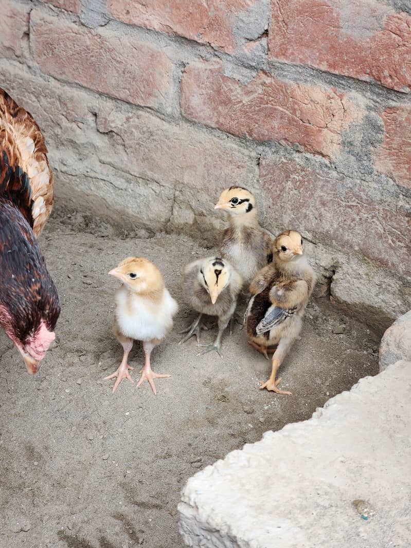 Aseel chicks 4