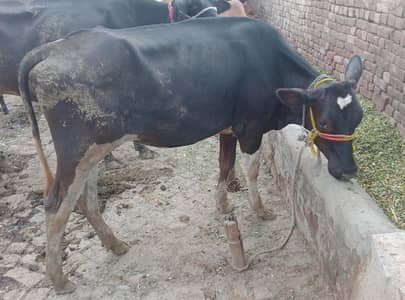 Bachri for sale
