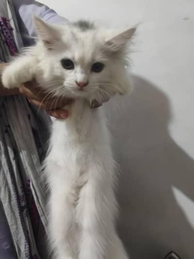 cat's