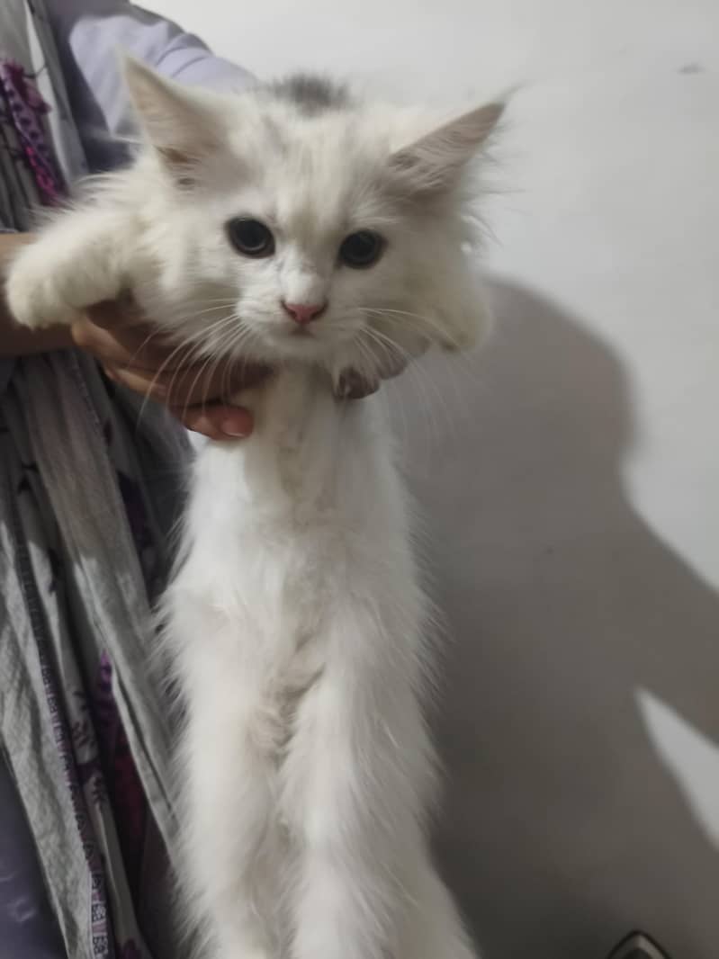 cat's 0