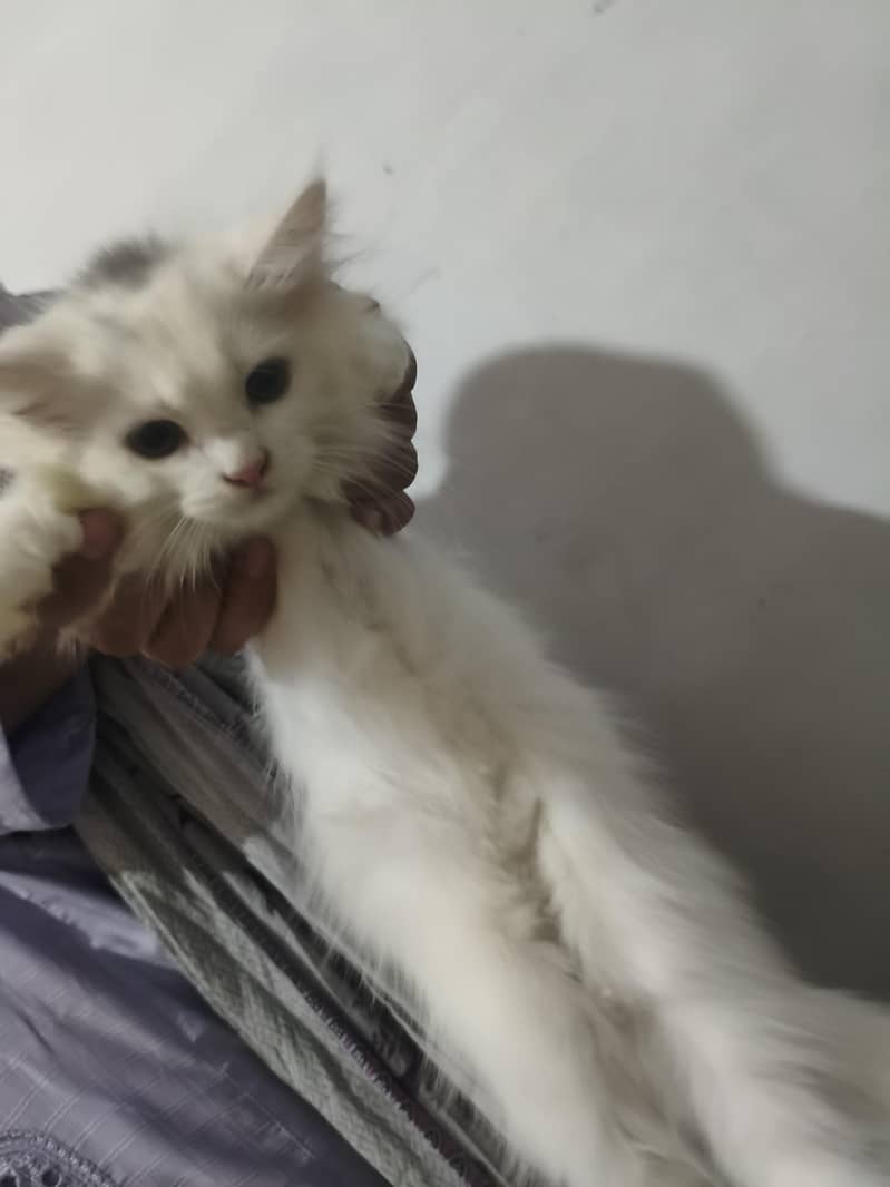 cat's 1