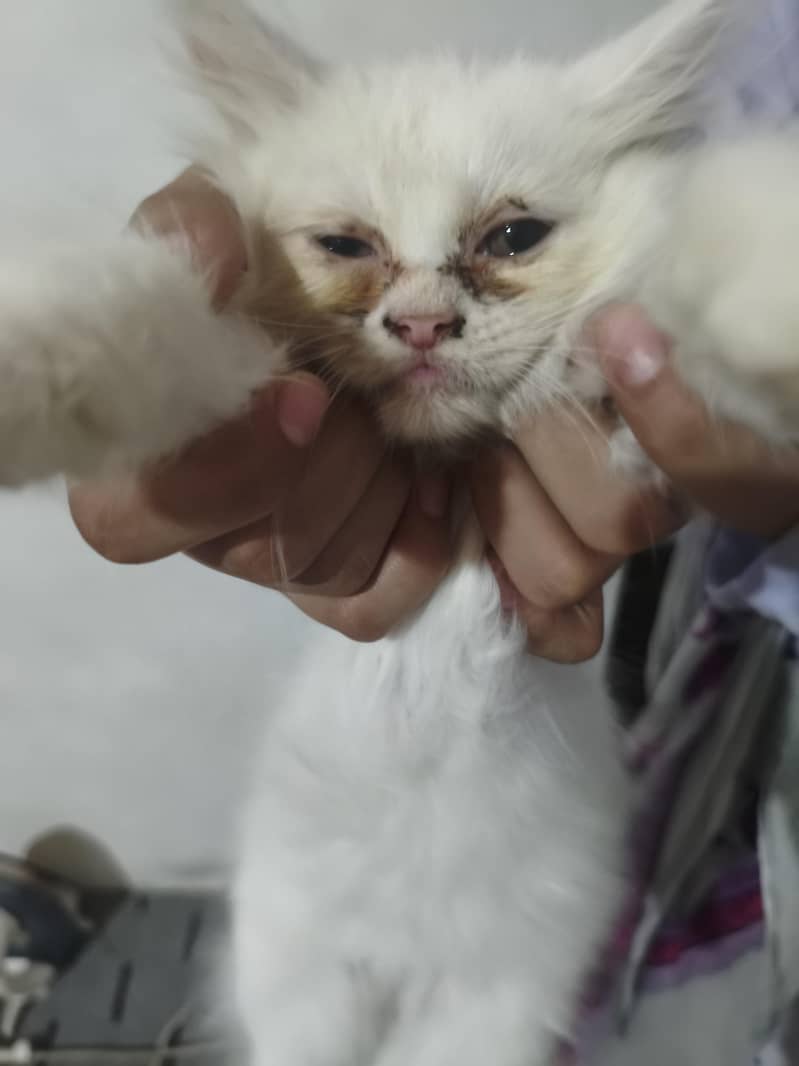 cat's 2