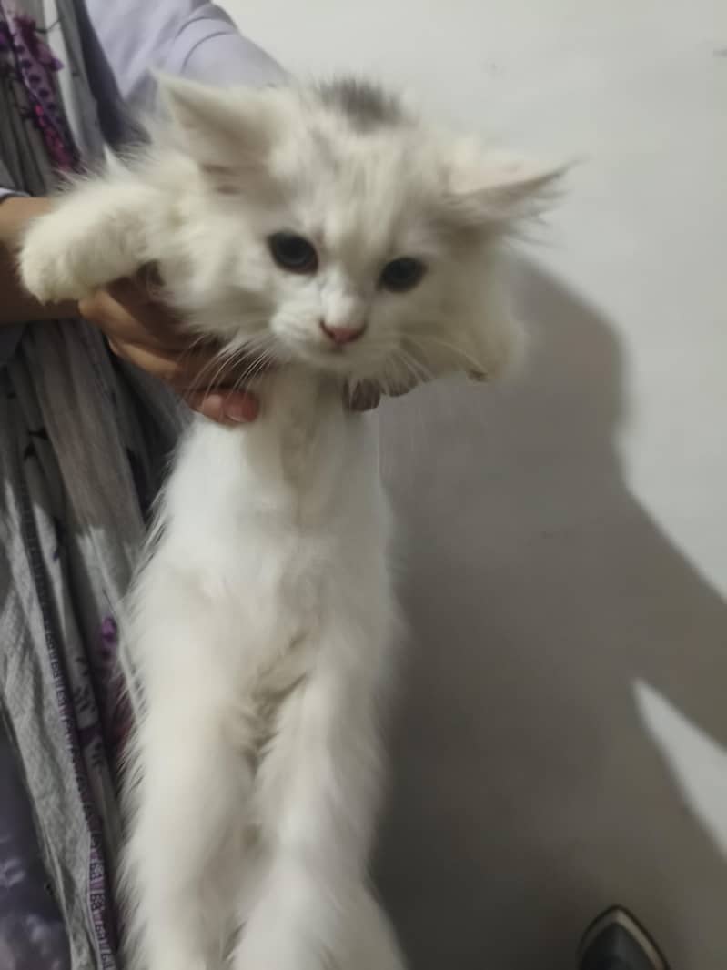 cat's 3