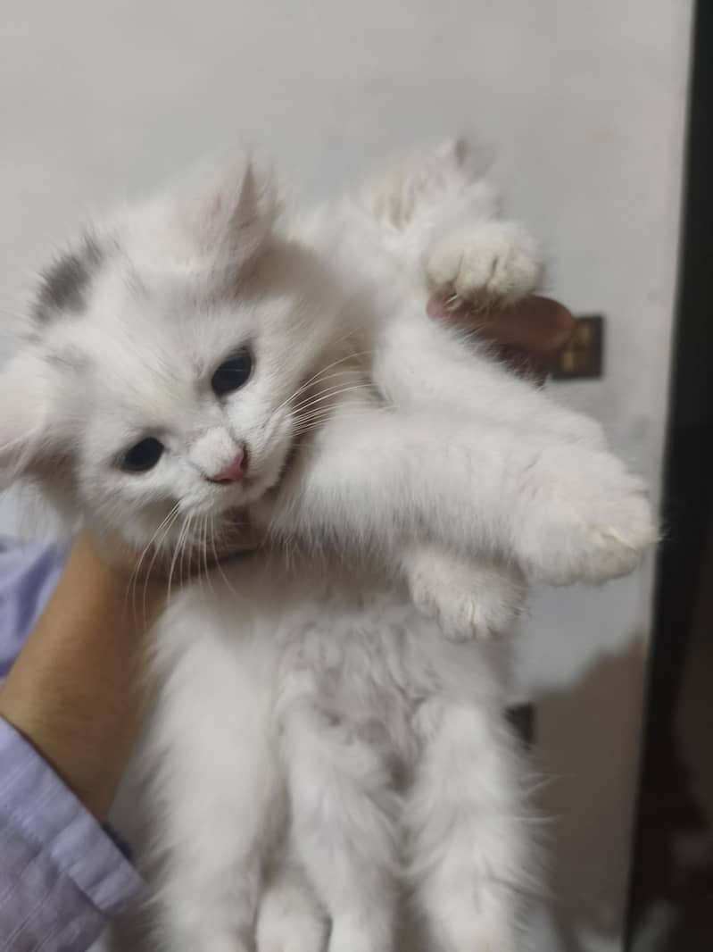 cat's 4