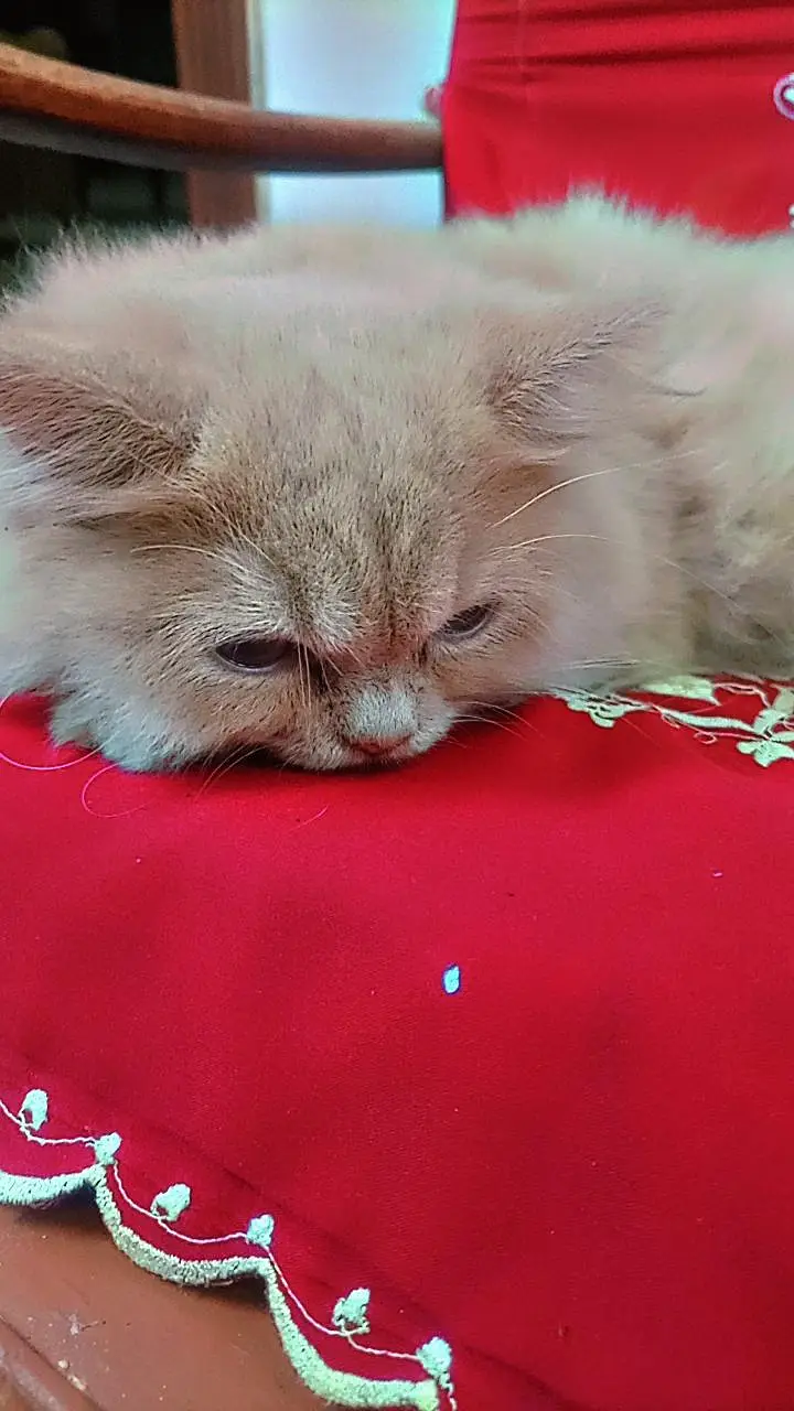 bCat fro sale — photo 5