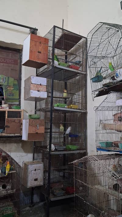 Love Birds Full setup with chick's and eggs  For sale