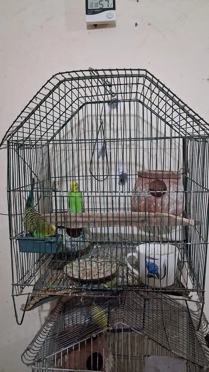 Love Birds Full setup with chick's and eggs  For sale — photo 2