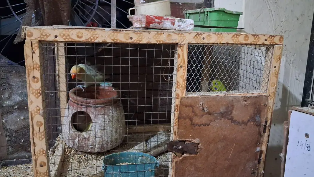 Love Birds Full setup with chick's and eggs  For sale — photo 3