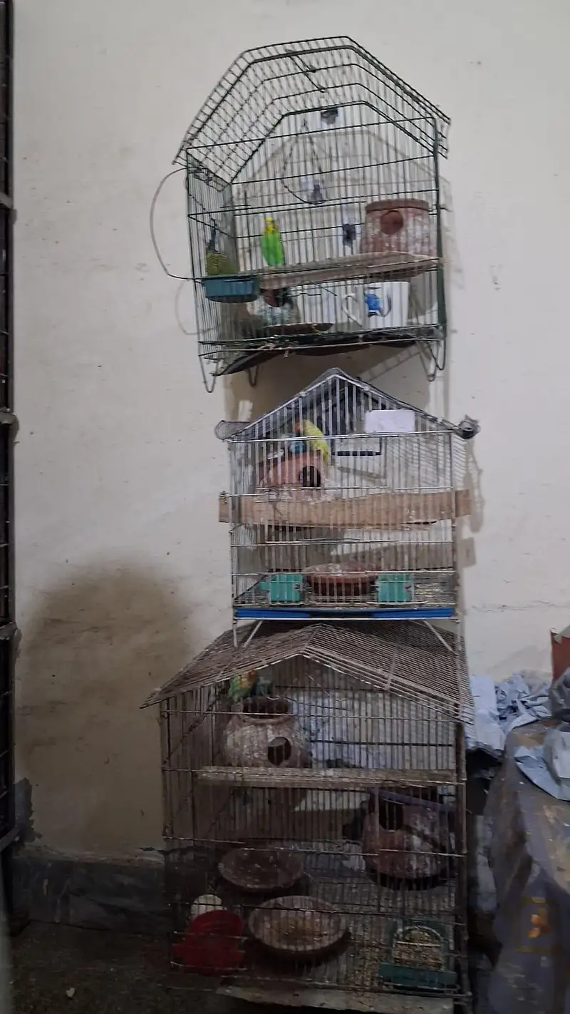 Love Birds Full setup with chick's and eggs  For sale — photo 4