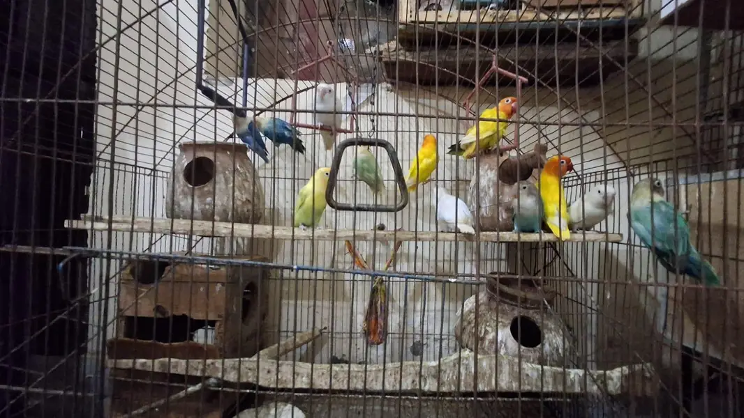 Love Birds Full setup with chick's and eggs  For sale — photo 5