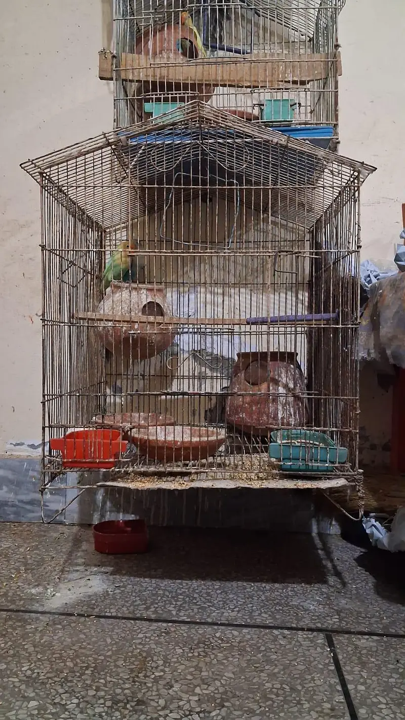 Love Birds Full setup with chick's and eggs  For sale — photo 6