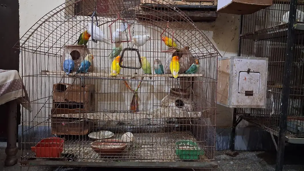 Love Birds Full setup with chick's and eggs  For sale — photo 8