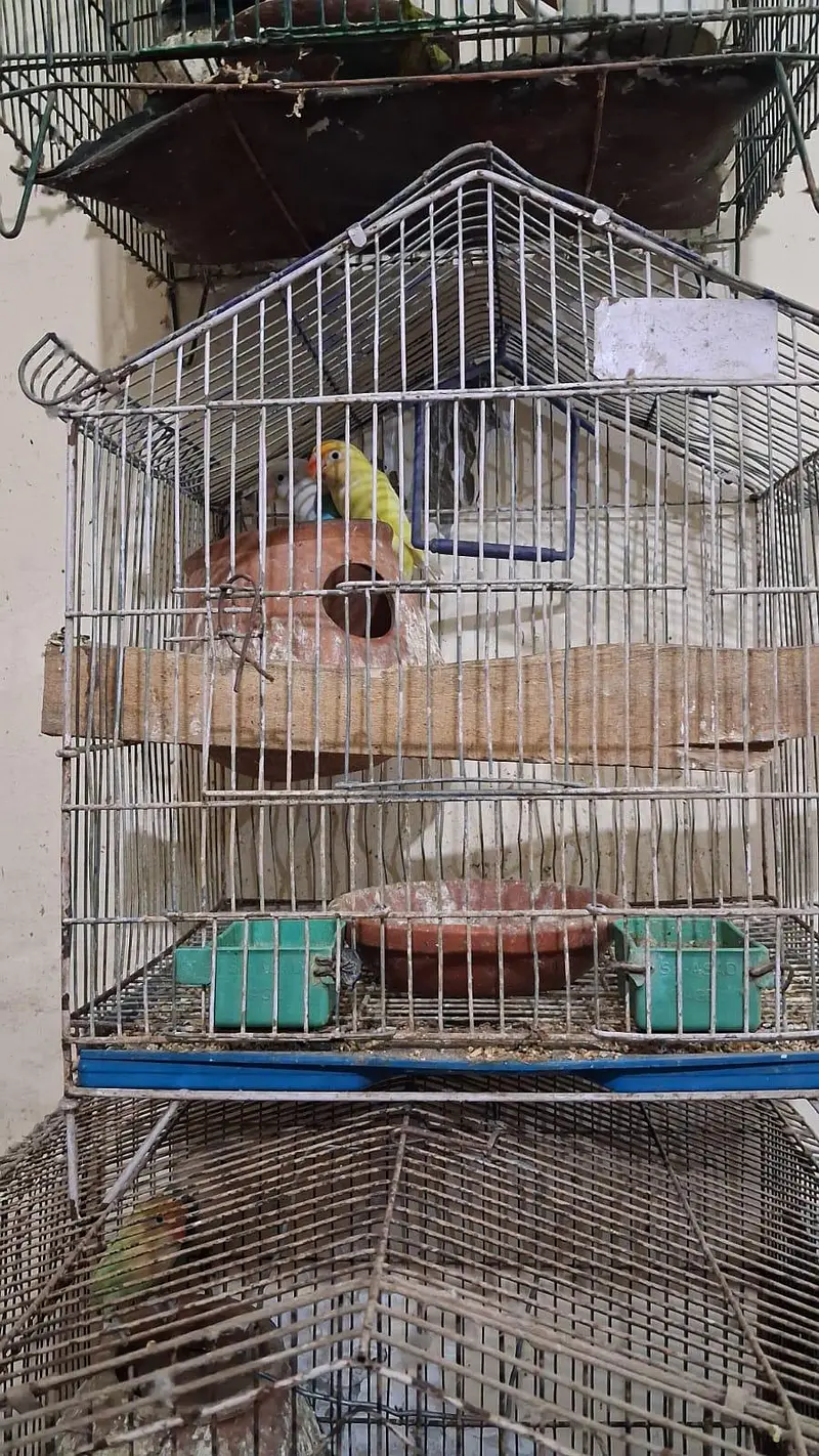 Love Birds Full setup with chick's and eggs  For sale — photo 9