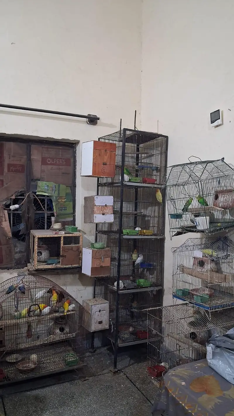 Love Birds Full setup with chick's and eggs  For sale — photo 10